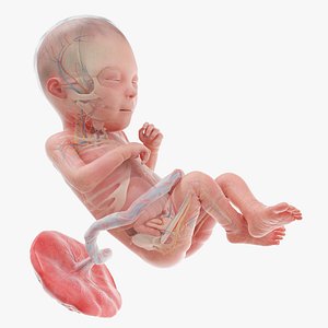 3D Fetus Anatomy Week 23 Animated model