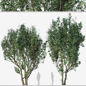 Set of Acer Campestre or Field maple Tree 3D model