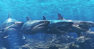 3D Shark Marine life Pack model