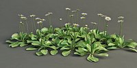 daysy common english lawn Bellis perennis
