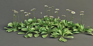 daysy common english lawn Bellis perennis