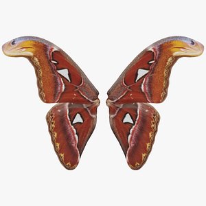 Owlet Moth Noctuoidea 3 Remastered 3D