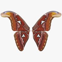 Owlet Moth Noctuoidea 3 Remastered