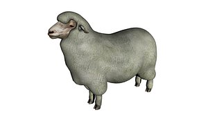 merino sheep 3d model