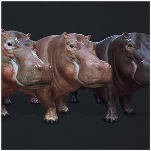 Hippopotamus - Game Ready 3D