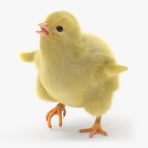 Baby Chicken Fur Rigged 3D model
