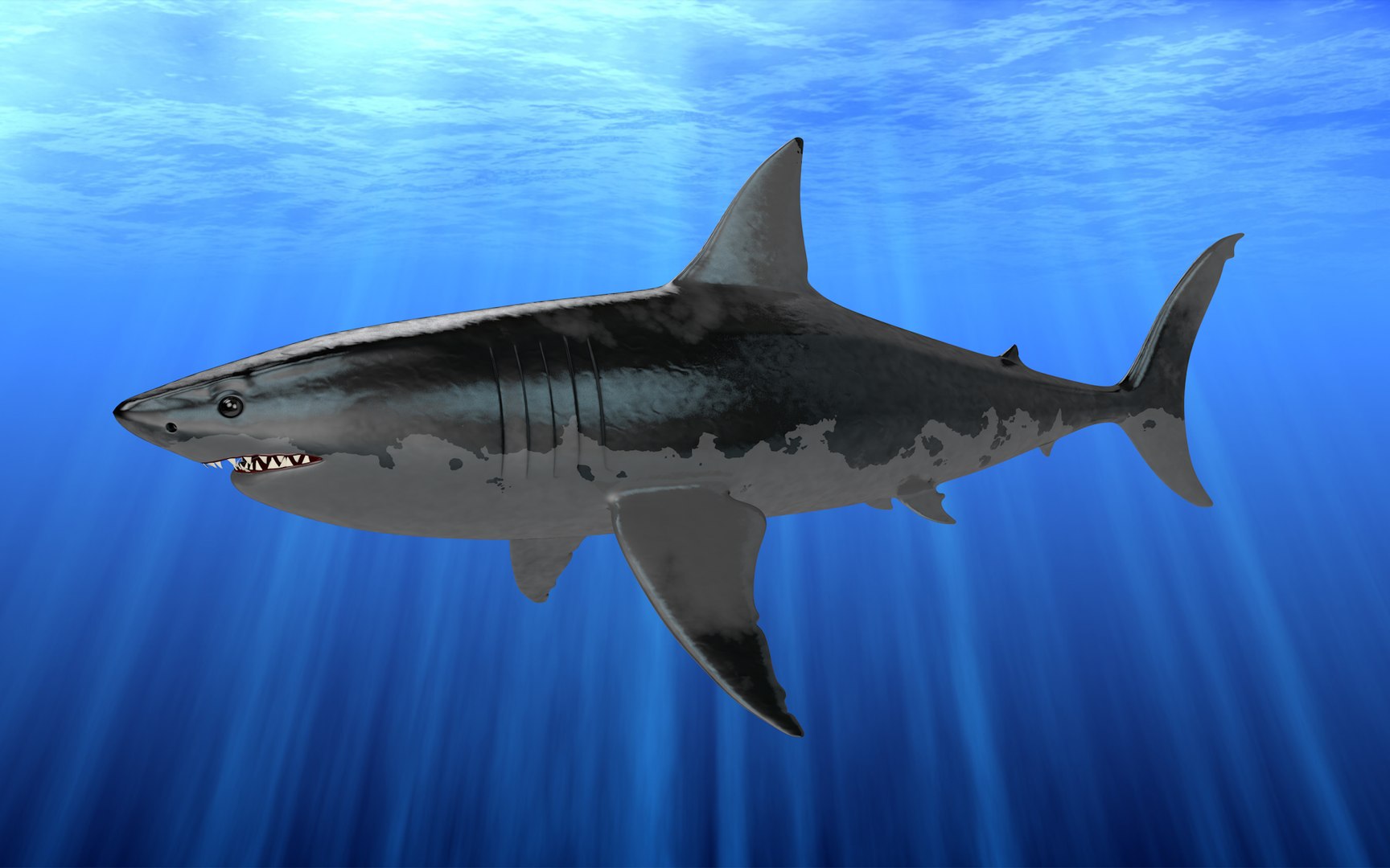 Shark 3d Model