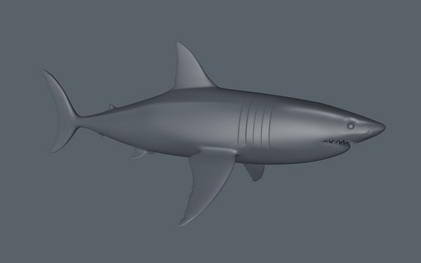 shark 3d model