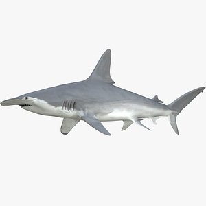 realistic scalloped hammerhead shark c4d