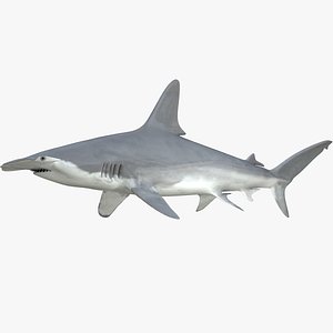 Scalloped Hammerhead Shark Male