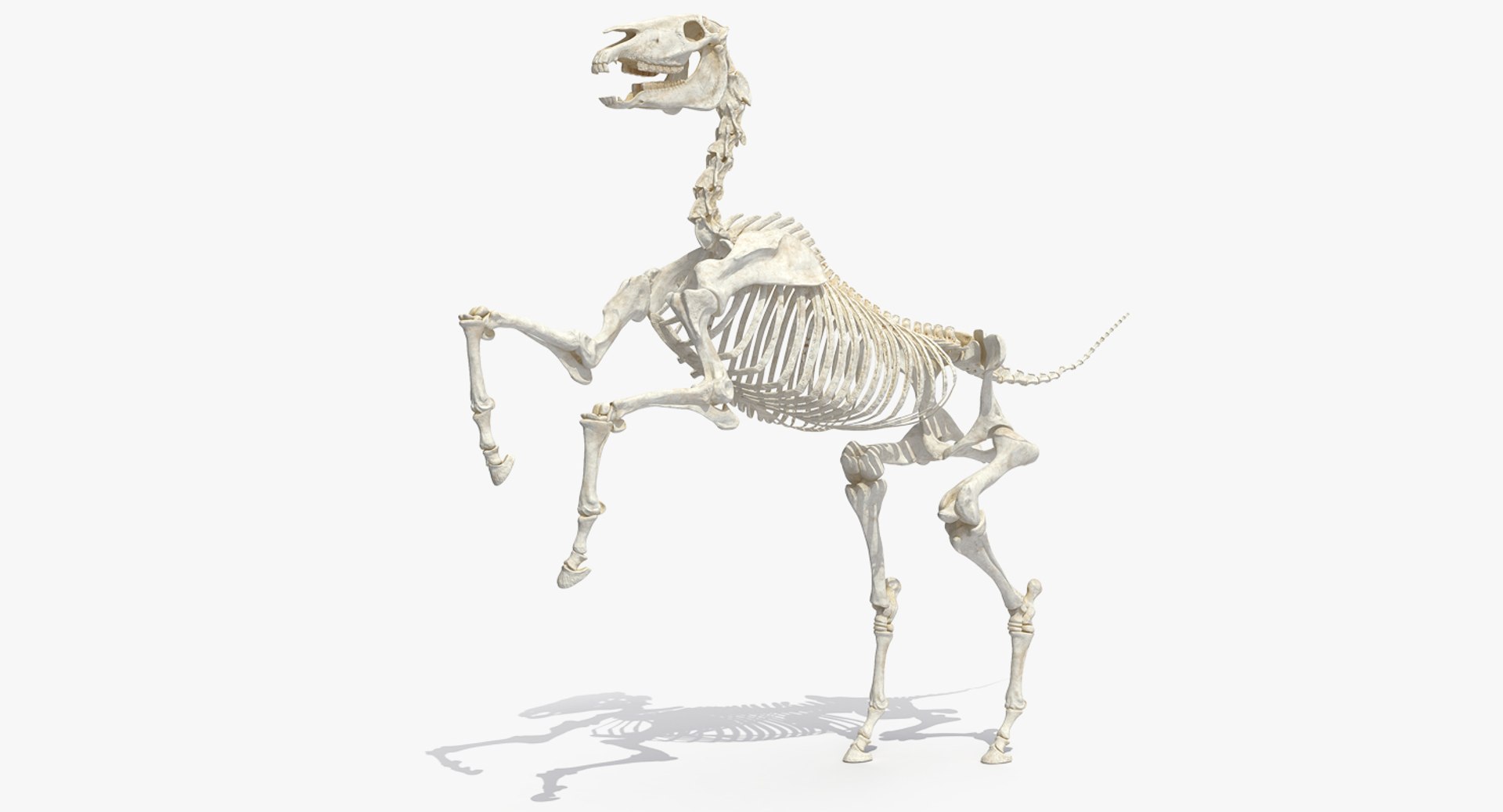Horse Skeleton Rigged for Maya 3D model preview