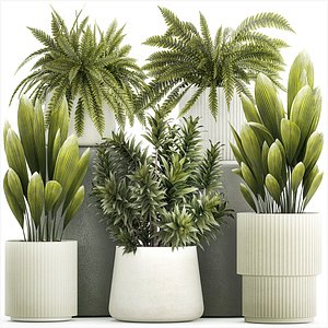 3D model Set of beautiful fern and Dracaena plants in pots for interior 1335