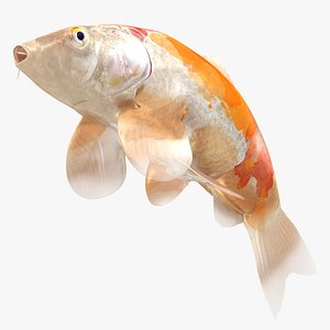 3D Japanese Carp Fish Rigged L1848 model