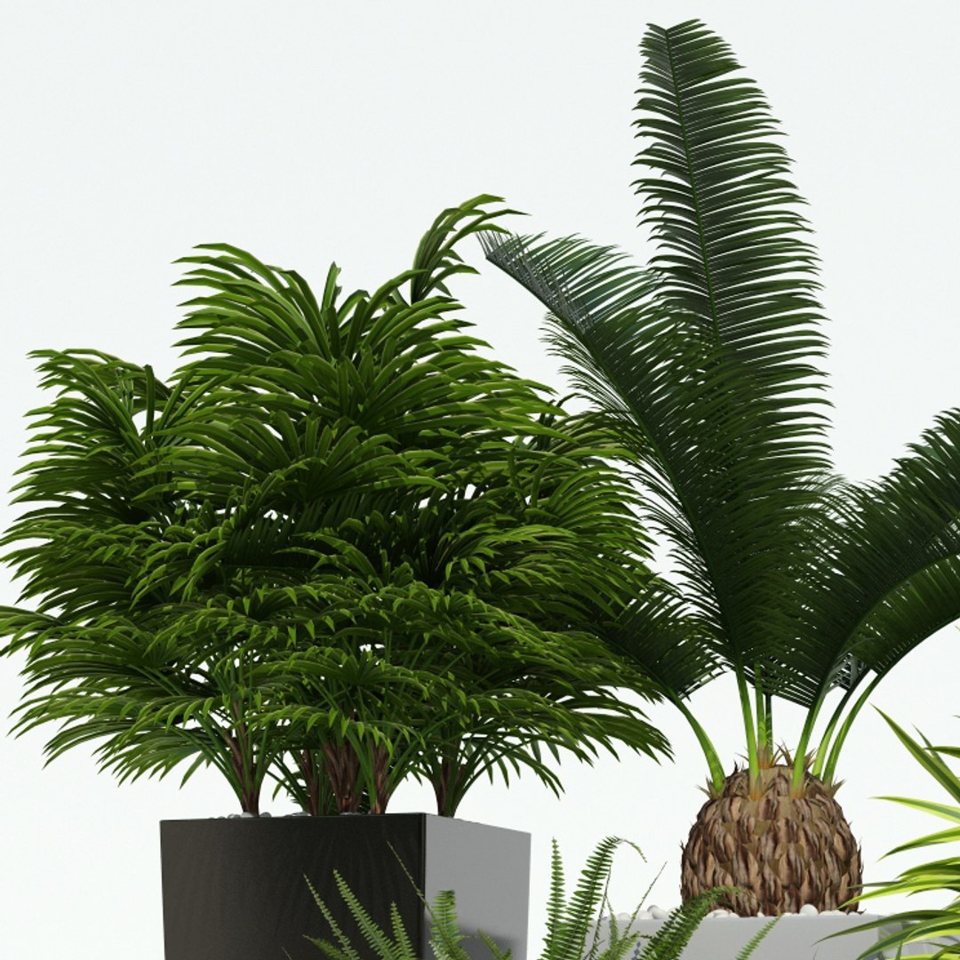 3d model of plants lechuza cubico https://p.turbosquid.com/ts-thumb/EH/pbwuN3/4gwYBivV/plant_21_cubico_04/jpg/1478532935/1920x1080/fit_q87/35dde7d8ae9ed6e6dc9e9015893a54407f48ff4b/plant_21_cubico_04.jpg