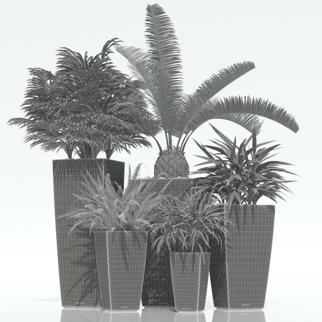 3d model of plants lechuza cubico