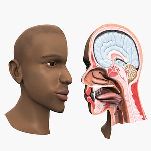 head anatomy 3D model