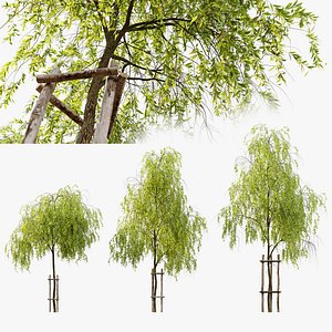 Weeping willow 4 3D