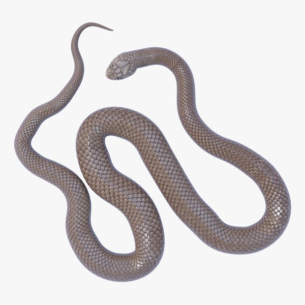 Animated Eastern Brown Snake 3D model - TurboSquid 1950264