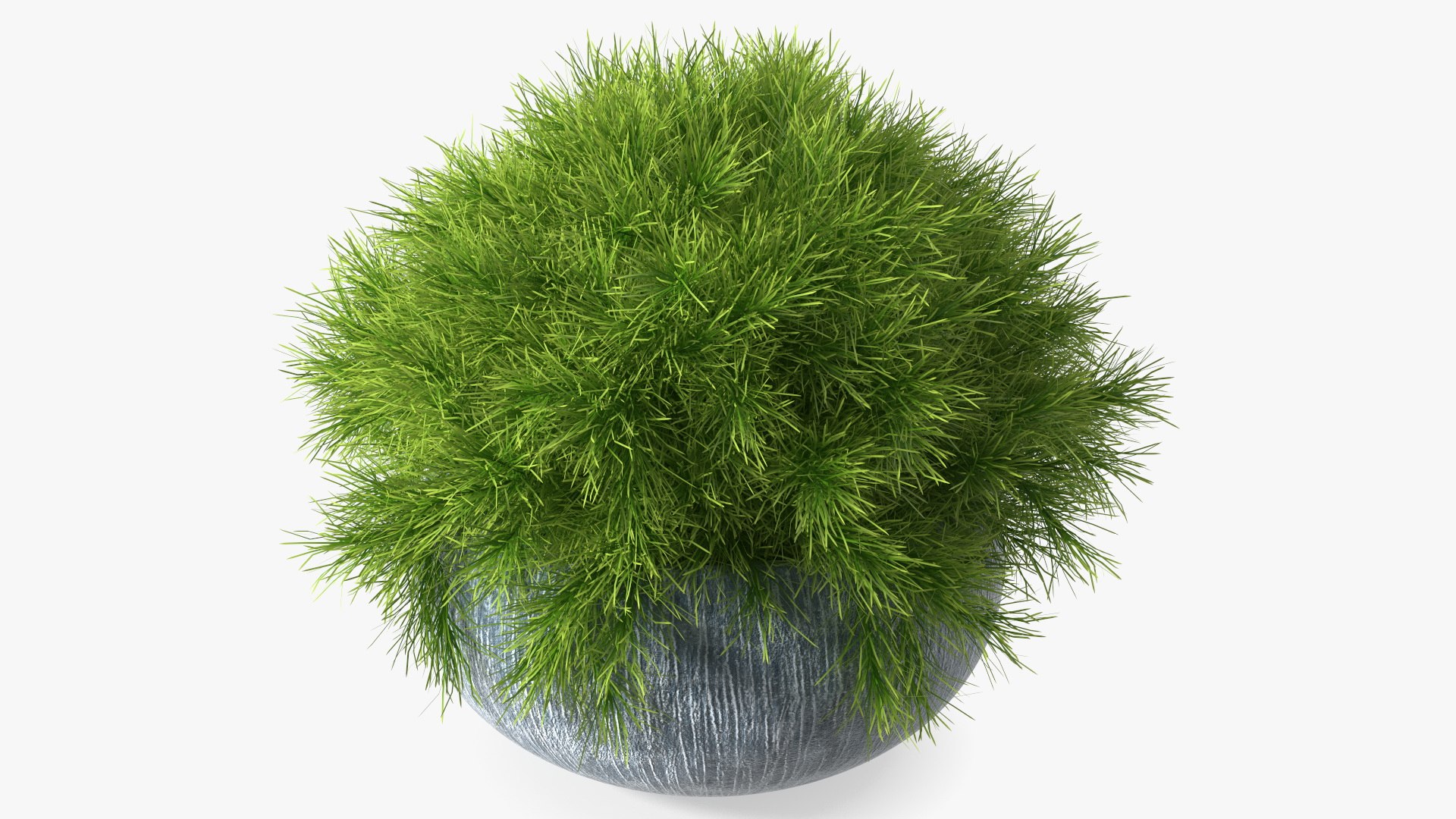 Acacia Cognata Pot Plant 3D model preview