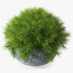 3D Acacia Cognata Pot Plant model