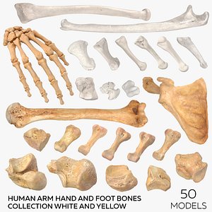Human Arm Hand Foot and Scapula Bones Collection White and Yellow - 50 models 3D