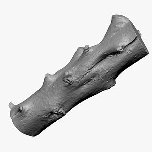 3D Tree trunk wood ZBrush engraving highpoly model