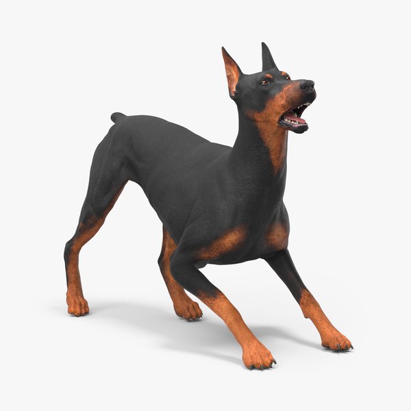 Doberman Pinscher Dog Rigged 3D