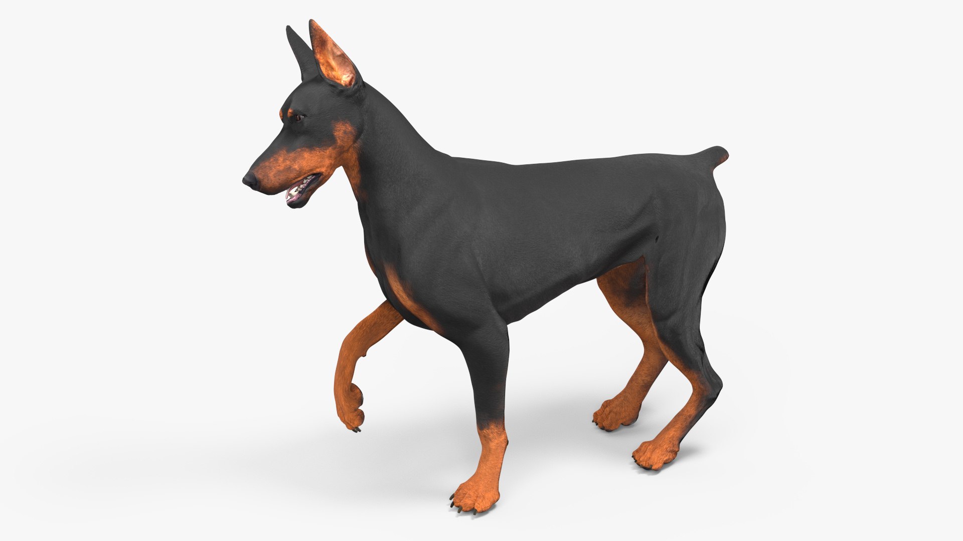 Doberman Pinscher Dog Rigged 3D https://p.turbosquid.com/ts-thumb/EI/YMO8rf/0k/dobermanpinscherdogriggedc4dmodel019/jpg/1722532907/1920x1080/fit_q87/0e6a6cd7b64f81251752eabfded2f8d44f57c399/dobermanpinscherdogriggedc4dmodel019.jpg