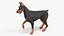Cão Doberman Pinscher equipado