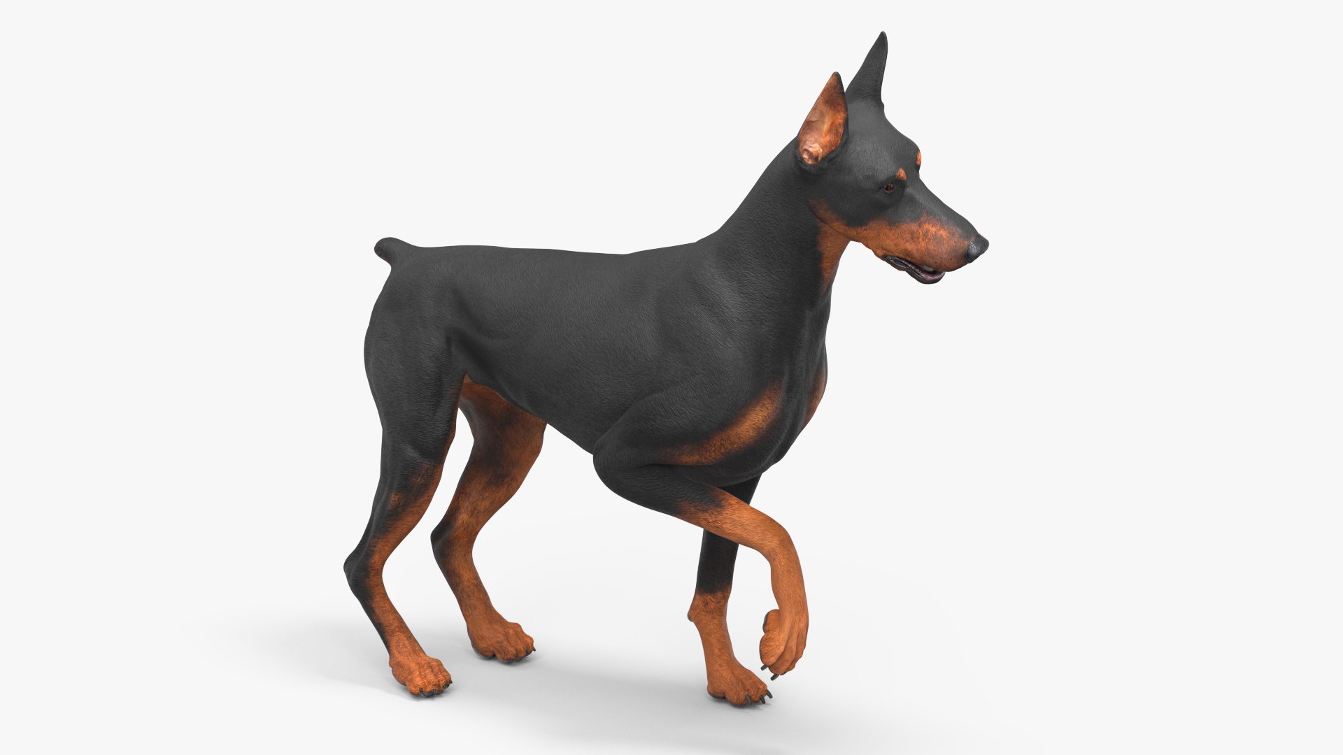 Doberman Pinscher Dog Rigged 3D https://p.turbosquid.com/ts-thumb/EI/YMO8rf/As/dobermanpinscherdogriggedc4dmodel020/jpg/1722532910/1920x1080/fit_q87/7d0af97acb918778c6dbf0760e68393a119629b2/dobermanpinscherdogriggedc4dmodel020.jpg