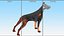 Cão Doberman Pinscher equipado