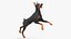 Cão Doberman Pinscher equipado