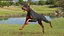 Cão Doberman Pinscher equipado