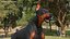 Cão Doberman Pinscher equipado