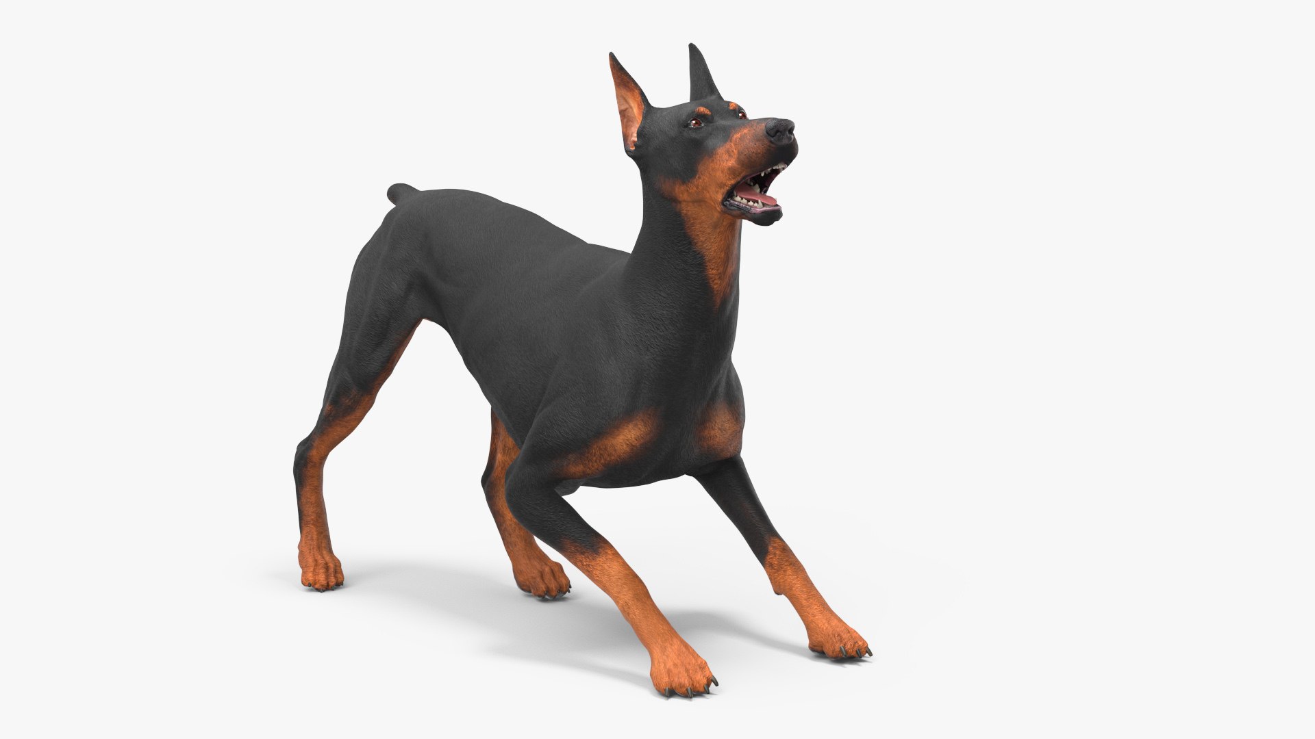 Doberman Pinscher Dog Rigged 3D model preview