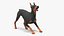 Cão Doberman Pinscher equipado