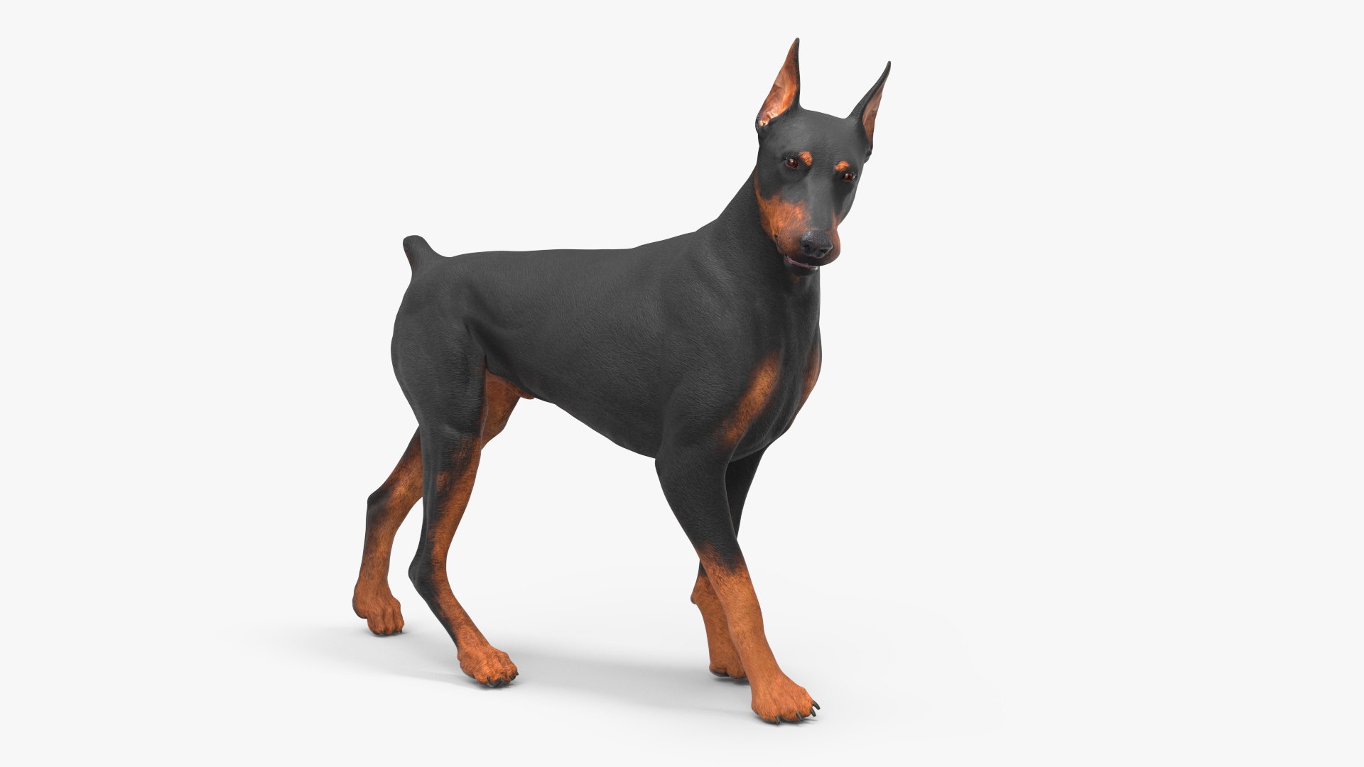 Doberman Pinscher Dog Rigged 3D https://p.turbosquid.com/ts-thumb/EI/YMO8rf/Td/dobermanpinscherdogriggedc4dmodel018/jpg/1722532904/1920x1080/fit_q87/846c42904ced9b31d60bc46e34492cc61f85bfe2/dobermanpinscherdogriggedc4dmodel018.jpg