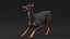 Cão Doberman Pinscher equipado