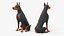 Cão Doberman Pinscher equipado