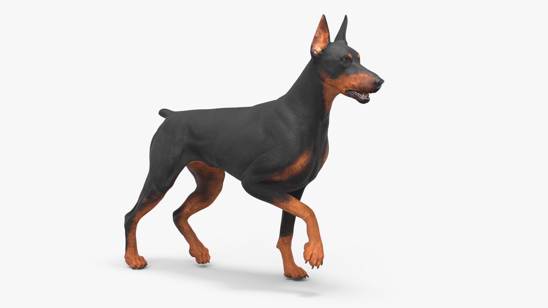 Doberman Pinscher Dog Rigged 3D https://p.turbosquid.com/ts-thumb/EI/YMO8rf/sw/dobermanpinscherdogriggedc4dmodel017/jpg/1722532901/1920x1080/fit_q87/a97a9b4b8e834ee7ac2e4852a9573aa9a7b3f064/dobermanpinscherdogriggedc4dmodel017.jpg