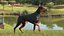 Cão Doberman Pinscher equipado