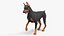 Cão Doberman Pinscher equipado