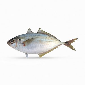 Pacific Bumper