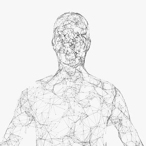 3D model plexus human
