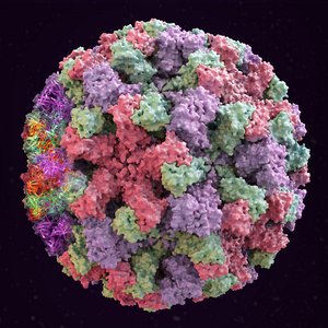 Norovirus (Norwalk Virus)