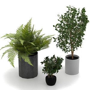 3D indoor plants pots model