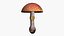 Amanita Muscaria