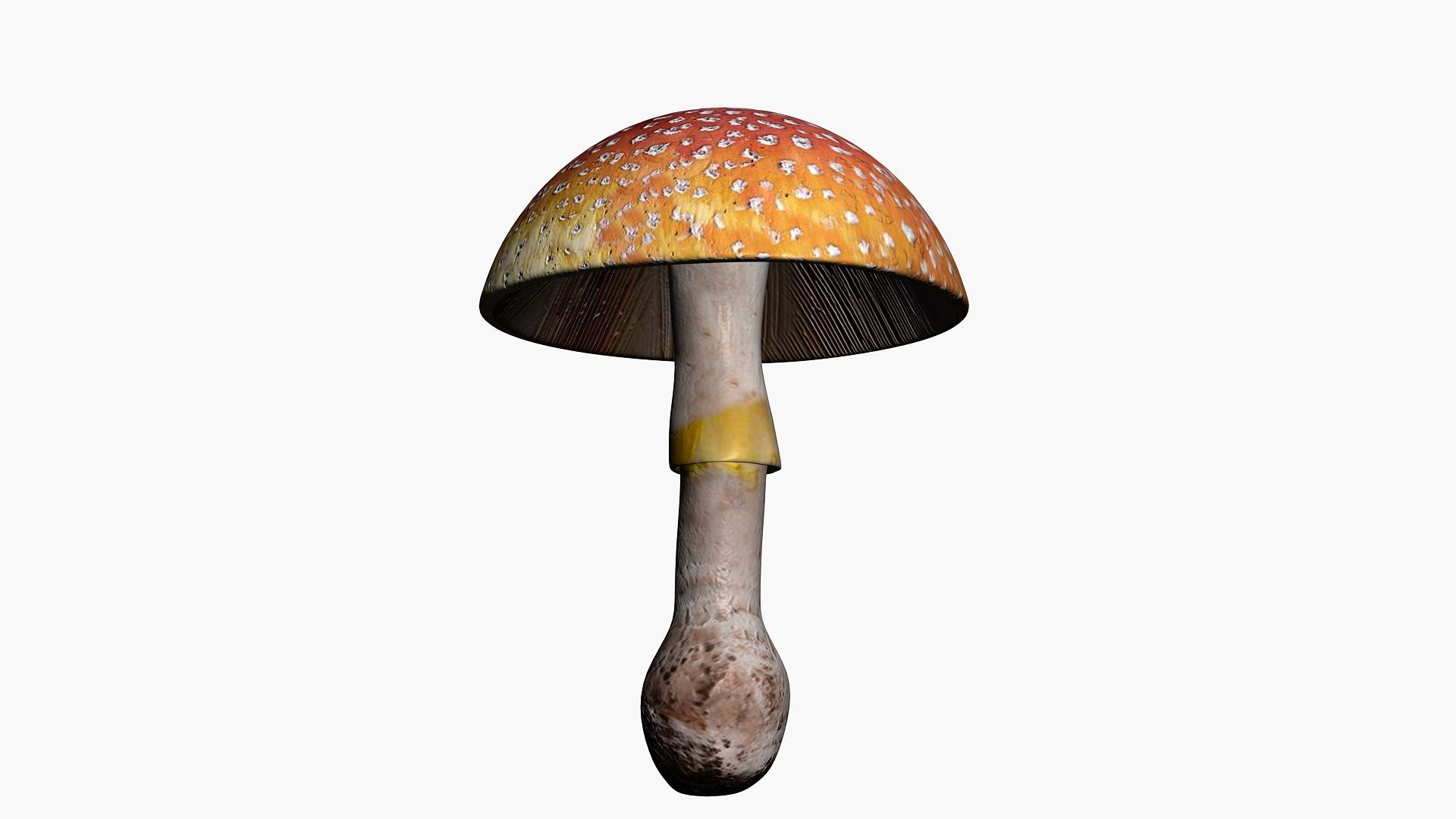 Amanita Muscaria 3D model https://p.turbosquid.com/ts-thumb/EI/pOPaQ9/8d/tavola1/jpg/1688367179/1920x1080/fit_q87/6019fd05054b56447343a876fa437e5cc54dcfff/tavola1.jpg