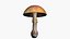 Amanita Muscaria
