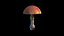 Amanita Muscaria